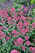 CENTRANTHUS RUBER COCCINEUS  RED VALERIAN