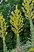 VERBASCUM SPECIOSUM