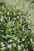 SPIRAEA DECUMBENS AND ARRHENATHERUM ELATIUS