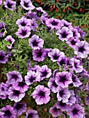 PETUNIA VIOLET DARK EYE, PETUNIA