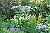 HERACLEUM LANATUM, ARUNCUS AND GERANIUM