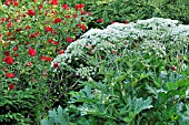 HERACLEUM LANATUM, AND ROSA PARKDIREKTOR RIGGERS