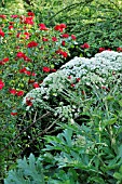 HERACLEUM LANATUM, AND ROSA PARKDIREKTOR RIGGERS