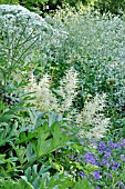 HERACLEUM LANATUM,  ARUNCUS, AND CRAMBE CORDIFOLIA