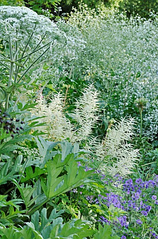 HERACLEUM_LANATUM__ARUNCUS_AND_CRAMBE_CORDIFOLIA