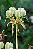 FRITILLARIA IMPERIALIS RUBRA MAXIMA  CROWN IMPERIAL