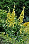 VERBASCUM SPECIOSUM