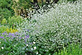 CRAMBE CORDIFOLIA, (SEA KALE)