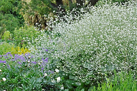 CRAMBE_CORDIFOLIA_SEA_KALE