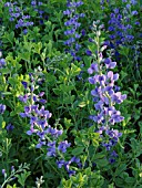 BAPTISIA AUSTRALIS, BLUE FALSE INDIGO