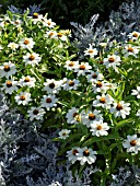 ZINNIA ANGUSTIFOLIA PROFUSION WHITE