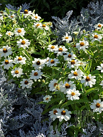 ZINNIA_ANGUSTIFOLIA_PROFUSION_WHITE