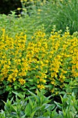 LYSIMACHIA PUNCTATA