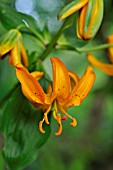 LILIUM HANSONII