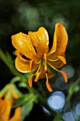 LILIUM HANSONII