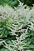 ASTILBE JAPONICA