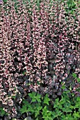 HEUCHERA MICRANTHA REGINA  CORAL FLOWER