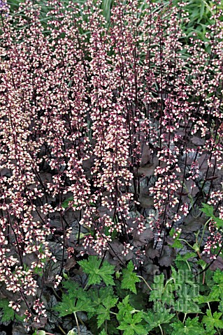 HEUCHERA_MICRANTHA_REGINA__CORAL_FLOWER