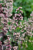 HEUCHERA MICRANTHA REGINA  CORAL FLOWER