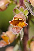 DIGITALIS FERRUGINEA  RUSTY FOXGLOVE