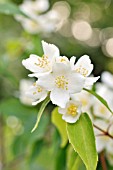 PHILADELPHUS SATSUMANUS  JAPANESE MOCK ORANGE