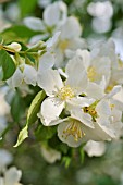 PHILADELPHUS MEXICANUS  MEXICAN MOCK ORANGE