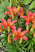 LILIUM HYBR.