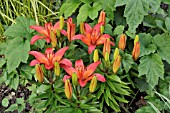LILIUM HYBR