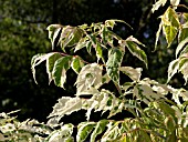 ACER NEGUNDO FLAMINGO, ASH-LEAVED MAPLE