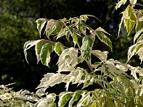 ACER_NEGUNDO_FLAMINGO_ASHLEAVED_MAPLE