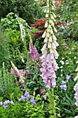 DIGITALIS PURPUREA  COMMON FOXGLOVE