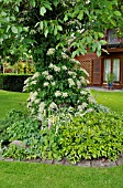 HYDRANGEA ANOMALA SUBSP. PETIOLARIS, JUGLANS REGIA,  ENGLISH WALNUT. DESIGN: MARIANNE AND DETLEF LUEDKE