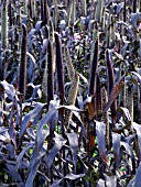 PENNISETUM AMERICANUM PURPLE MAJESTY, CHINESE FOUNTAIN GRASS