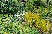 ALCHEMILLA, HOSTA, CAREX ELATA BOWLES GOLDEN . DESIGN: MARIANNE AND DETLEF LUEDKE