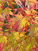 ACER PALMATUM SANGOKAKU, JAPANESE MAPLE