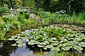 GARDEN POND WITH WATER LILIES. DESIGN: MARIANNE AND DETLEF LUEDKE