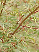 ACER PALMATUM ROSEO MARGINATA, JAPANESE MAPLE