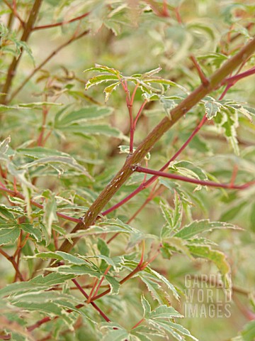 ACER_PALMATUM_ROSEO_MARGINATA_JAPANESE_MAPLE