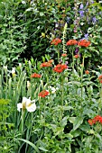 LYCHNIS CHALCEDONICA