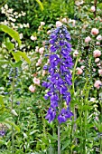 DELPHINIUM ELATUM  LARKSPUR