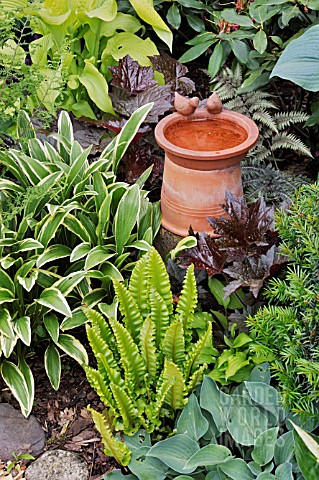 HOSTA_ASPLENIUM_SCOLOPENDRIUMHEUCHERA_WITH_BIRD_BATH_DESIGN_MARIANNE_AND_DETLEF_LUEDKE