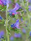 ECHIUM VULGARE, VIPERS BUGLOSS