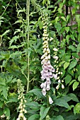 DIGITALIS PURPUREA