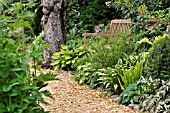 SHADY GARDEN WITH HOSTAS AND FERNS. DESIGN: MARIANNE AND DETLEF LUEDKE