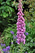 DIGITALIS PURPUREA