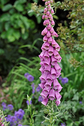 DIGITALIS_PURPUREA