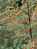 HIPPOPHAE RHAMNOIDES, SEA BUCKTHORN