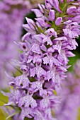 DACTYLORHIZA MACULATA  SPOTTED MEADOW ORCHID