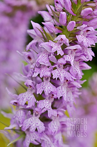 DACTYLORHIZA_MACULATA__SPOTTED_MEADOW_ORCHID