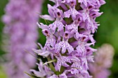 DACTYLORHIZA MACULATA  SPOTTED MEADOW ORCHID